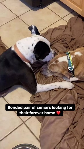 64K views · 1.7K reactions | Milo and Pebbles were surrendered to the shelter when their owner died. Milo is about 10 and Pebbles is about 14. They both do well with other dogs and love little kids. You can apply for these sweet older babies through our website www.PhillyBullyTeam.org #phbtmilo #phbtpebbles | Philly Bully Team | Facebook