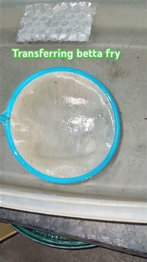 Betta fish fry#bettafry #bettafish