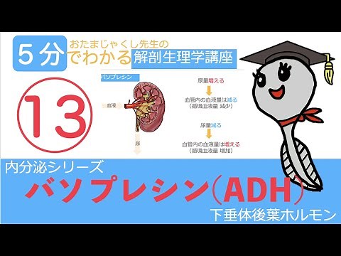 内分泌シリーズ第13回「バソプレシン（下垂体後葉ホルモン）」おたまじゃくし先生の解剖生理学講座/日本一わかりやすい授業を目指して/勉強法/看護学生/リハビリ学生