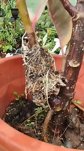 10K views · 31 reactions | Marcotting, also known as air layering this method is used to create a new, genetically identical plant from a selected branch of the parent plant.. Mamalyn's Garden #plantpropagation #marcotting #airlayering | Mamalyn's Garden | Facebook