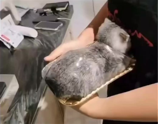 Kucing Lucu dan Menggemaskan untuk Cat Lovers