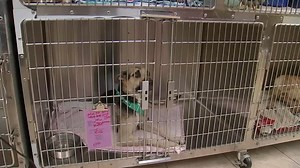Dog shot 50 times with pellet gun in Texas starts road to recovery