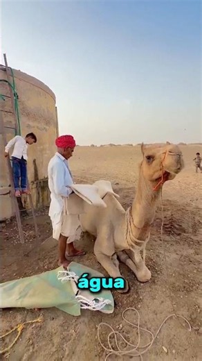 Como eles conseguem água no deserto 🐪