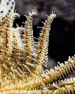 We're diving into the depths to find out all about starfish. | Crazy Creatures