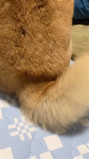 A dog's tail is truly the best source of comfort! #ShibaInu #LifeWithAShibaInu #dogsofinstagram #...