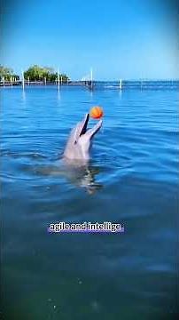 "How many of the world's most extreme animals do you actually know?"#ExtremeAnimals