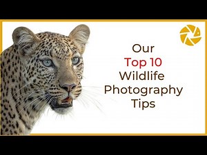 How To Improve Your Wildlife Photography.