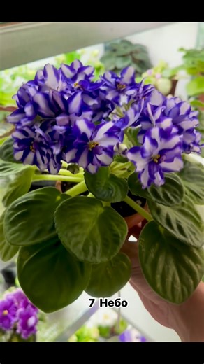 1.2K views · 107 reactions | Olga Prokopenko on Reels | Facebook