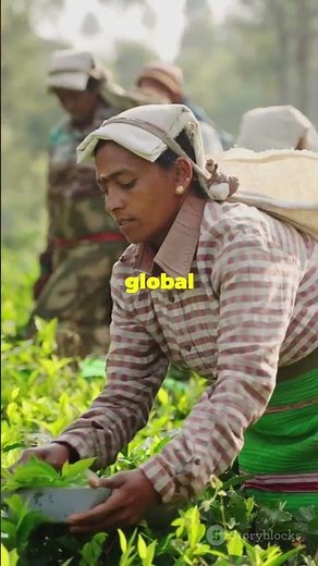 The Untold Story of Ceylon Tea: Sri Lanka’s Global Tea Revolution ☕ #srilanka #ceylon #tea