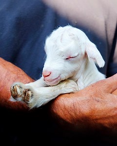 Why are these goats always fainting? | Crazy Creatures