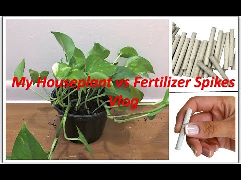 How to use Fertilizer Spikes for HousePlants-Jobe's FertilizerSpikes#Fertilizer#Jobes#Lowes#Indoor#