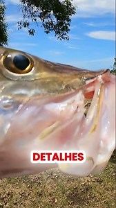 3 Huge Mistakes You're Making with Robalo Fishing