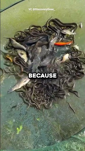 This Giant Net Caught SO MANY Fish! 🐟🎣