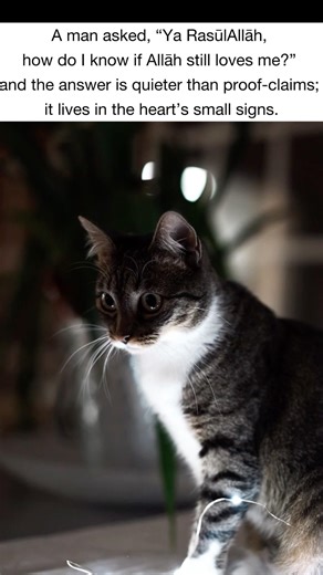 how do I know if Allāh still loves me? Read Discription ⬇️