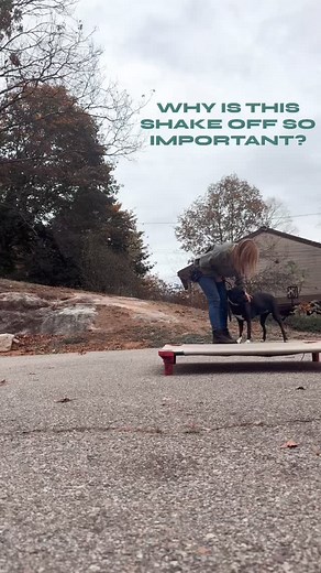 Ever heard the phrase “shake it off” after you had a hard time with something? Well in dogs - a shake off is the bodies attempt to bring the nervous system back to homeostasis after experiencing a spike in cortisol. When you see your dog shake off, ask yourself what could they be stressing about? 👉🏻 Did it happen after a social interaction with another dog? 👉🏻 Did it happen after the dreadful nail trim? 👉🏻 or maybe it happened after they were being pet by a stranger. Dog shake off to relea