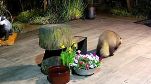 31K views · 5.9K reactions | The new Badger that Little Nutmeg chased the other week (she’s being very protective at the moment) visited again, just look at that tail. 說❤️ | Mr Lumpy & Friends. | Facebook