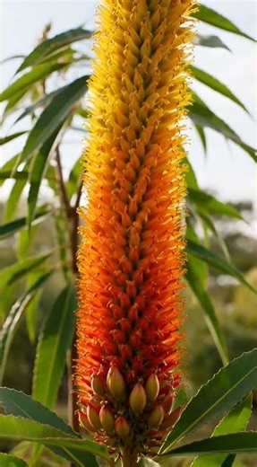 This Alien Looking Flower is Actually REAL?! 🤯 | Floral Planet 🧡 #Shorts