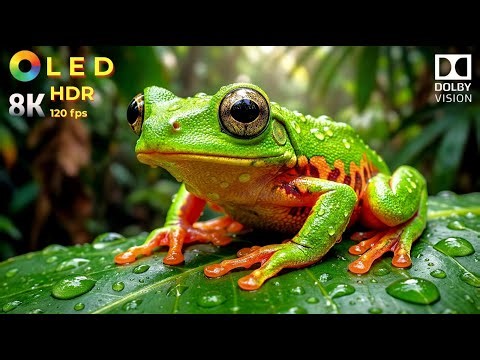 Extreme Insect Macro 🔥 | Ultra Vivid Colors – OLED HDR Test & Deep Relaxing Music Relaxing Music