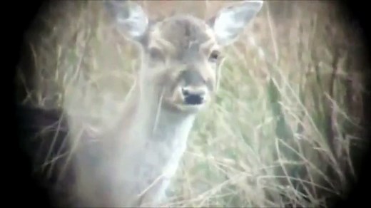 Deer head explosion meme