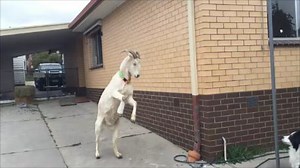 146K views · 75 shares | GARY PERKS UP - Day 2 of his leg poultice treatment. | Gary The Goat | Facebook