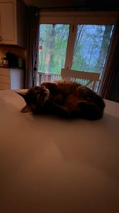 4.6K views · 896 reactions | Attack Toots | Cubby and Friends | Facebook