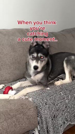 Stormy had other plans.. #husky #dogs