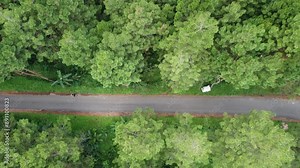 Pine Forest Highway Aerial View, Nature Meets Infrastructure. Aerial drone footage capturing a serene pine forest intersected by a winding highway, showcasing the harmony between nature and modern.