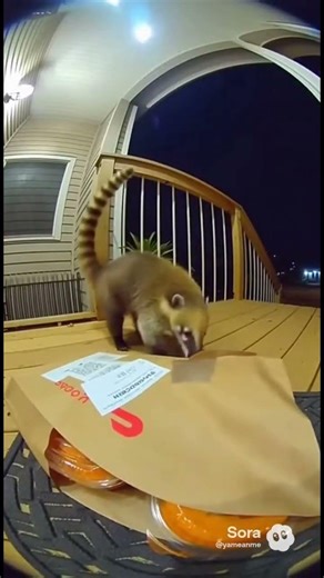 Exotic animal eats something too spicy! #foryou #funny #funnyanimal #automobile #funnydog #memes