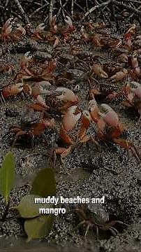🦀What if one tiny crab could communicate with a giant waving claw?