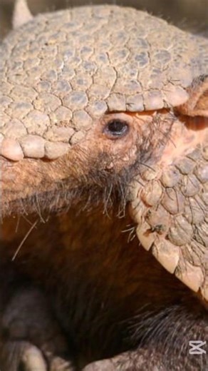 Pangolin: The Armored Mystery of Nature!#animalfacts