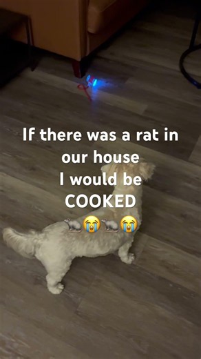 🐀🐀🐀🐀🐀🐀