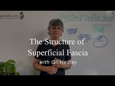 Structure of Superficial Fascia? Learn Integral Anatomy with Gil Hedley
