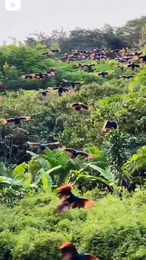 Stunning Flock of Colorful Birds Over Tropical Forest