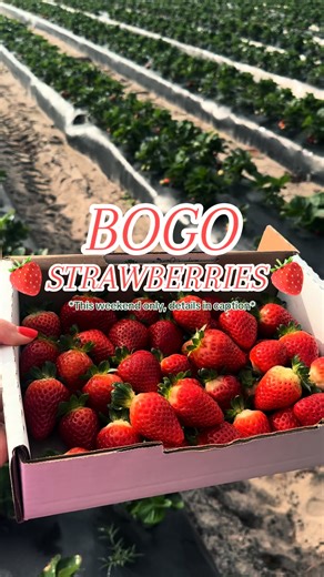 🍓 BOGO STRAWBERRIES THIS WEEKEND ONLY! Christmas at Amber Brooke just got even sweeter. Pick the freshest berries while enjoying all the holiday magic on the farm! 🎄✨ Festival Days & Hours: Fri 4–8 PM • Sat 12–8 PM • Sun 10–4 PM 🎟️ Tickets online (save!) or available at the booth. 🍓 U-Pick Strawberries: • $4.95/lb • BOGO THIS WEEKEND ONLY 🌲 Christmas Tree Buying Week (FREE ADMISSION!) Dec 8–12 • 4–7 PM • Upper Pole Barn Only Premium Grade 1 Fraser Firs: • 6–7 ft — $13/ft • 7–8 ft — $14/ft •