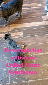 121K views · 3.5K reactions | Not every kitty can walk and play and hunt like a " normal" kitty, but we try and give her the best life that we possibly can !! #facebookreels #CatsWithDisabilities #Reversala #Disabilities #HandicappedKitties #Love | Da Adventures of Franklin and Butters | Facebook