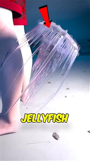 Don’t Do This After a Jellyfish Sting 😳