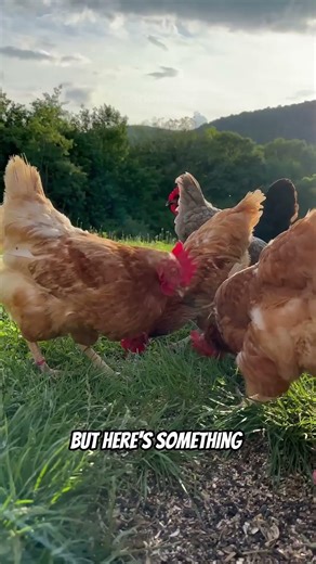 Why They Paint Chicken Wire Black