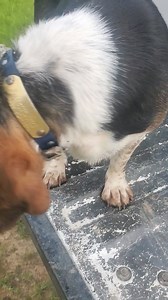 59K views · 467 reactions | Hunter Girl is a super young female hunt hard good speed big mouth and deer 歷 issues she got after Mr. Rabbit  butt this morning it's warm too. | Catron's Kennel | Facebook