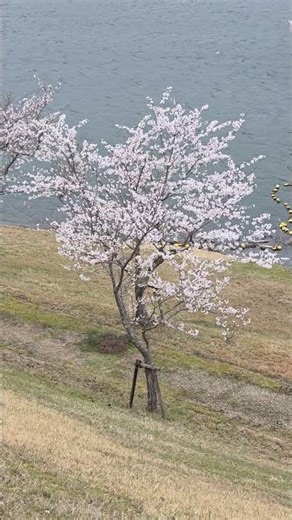 青土ダム 取水塔前展望広場 #japan #samsunggalaxy #sakura #shiga#alternativaonline
