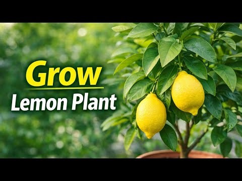 Grow Lemon Tree in Pots Successfully | Beginner to Harvest