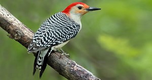 Red-bellied Woodpecker Photos and Videos for, All About Birds, Cornell Lab of Ornithology