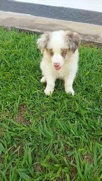 Baby mais fofinho que existe. #puppy