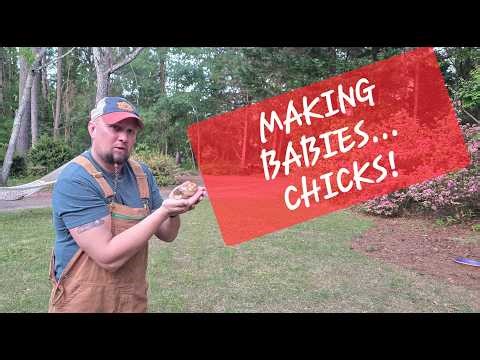 Making Babies...Using An Incubator!