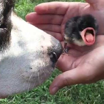 best fuuny animals video funniest cat and dogs #animalcrossing