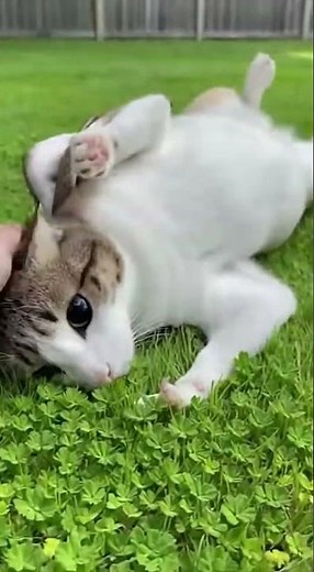 Meowl 47 #meowl #catlover