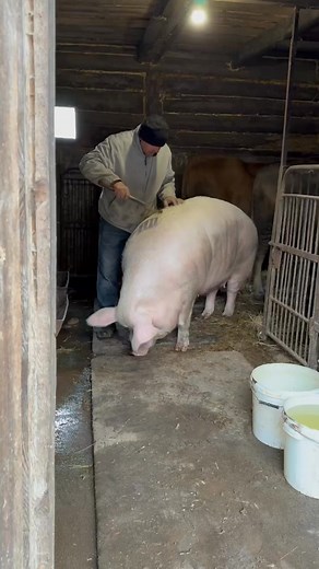 Нюшка сьогодні на релаксі #villagelife #pig #diy #farm #animals #farming #village #animal | For Fun