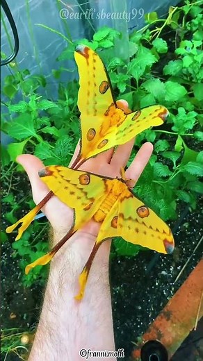 Born Without a Mouth: The Tragic Life of the Comet Moth 🦋