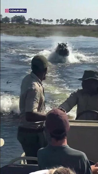 Terrifying moment hippo charges at tourists on boat tour #shorts