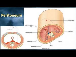 3 peritoneum