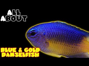 All About The Blue and Gold Damselfish or Gold Belly Damselfish